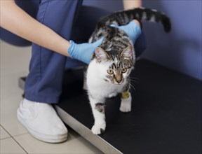 Close up doctor holding cat with leg injury