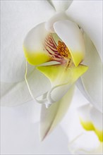 Close up white orchid flower