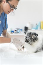 Female veterinarian applying bandage wounded dog s paw