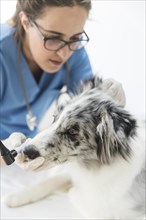 Female veterinarian examining dog s clinic
