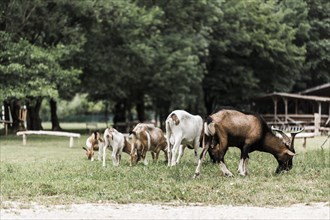Flock goats grazing green grass