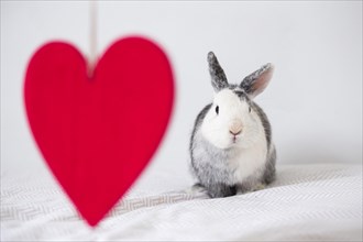 Funny rabbit ornament red heart