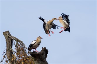 Aerial fight of two egyptian goose