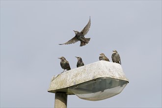 Four starlings standing on a street lamp