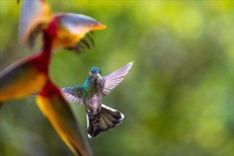 Flying White-naped Hummingbird