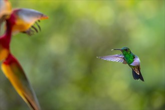 Flying Green Hummingbird