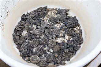 Newly hatched olive ridley sea turtles