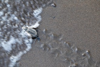 Young olive ridley sea turtles
