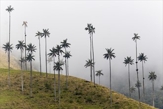 Group of wax palms