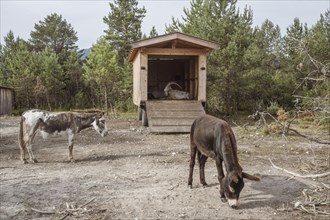Donkey and billy goat in the Isar floodplains near Lenggries