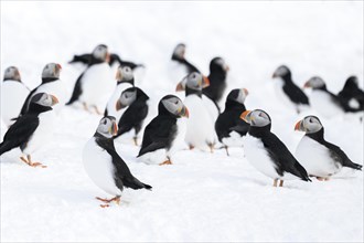 A group of puffin