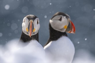 Two puffin