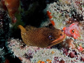 Golden-tailed moray eel