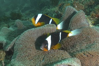 A pair of Allard's anemonefish