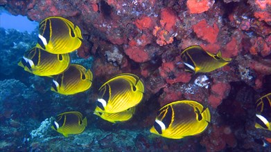 Group of raccoon butterflyfish
