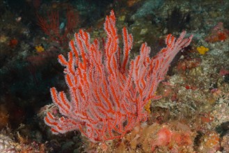 Red palmate sea fan