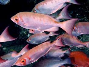 Group of reef big-eye bass