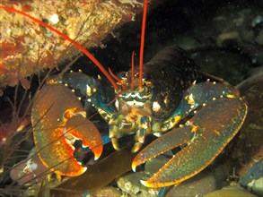 Portrait of common lobster