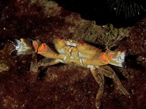 Velvet crab