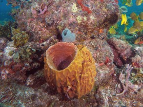 Giant barrel sponge