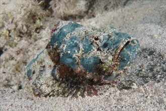 Humphead scorpionfish