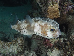 Spotbase burrfish