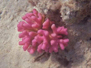 Griffel coral