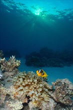 Red sea clownfish