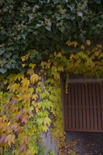 Self-climbing wall vine in colourful autumn dress