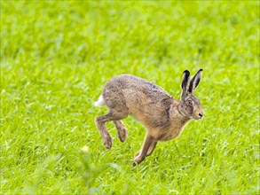European hare