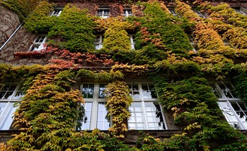 Green facade in autumn colours in Schoeneberg