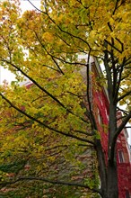 Tree with yellow coloured leaves and facade with red leaves in Schoeneberg
