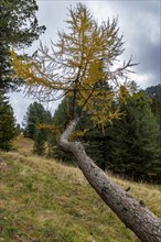 Larch growing from a bent trunk
