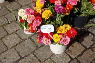 Colourful blooming zinnias with price tags in flower pots at a flower market
