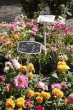 Colourful blooming dahlias with price tags at a flower market