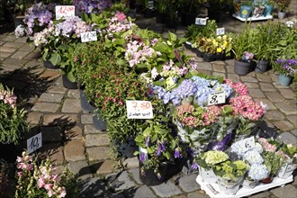 Colourful blooming flowers with price tags at a flower market