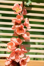 Tree bloom blossom beautiful flowers on a background
