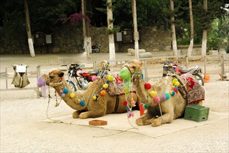 Sitting camels with colorful decorations in the streets