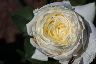 Beautiful fresh roses in close up view