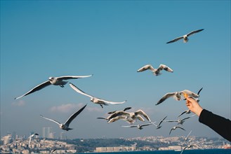 Seagulls are on and over the sea waters in Istanbul in Turkey