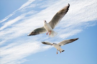 Single seagull flying in a blue sky background