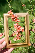 Tree bloom blossom beautiful flowers in wooden frame