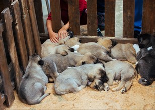 Turkish breed shepherd dog puppies Kangal as livestock guarding dog