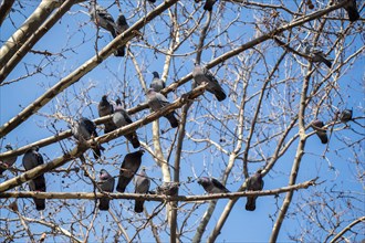 Pigeons are sitting on the tree branch