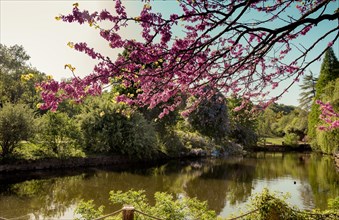 Colorful flowers bloom in the spring in trees