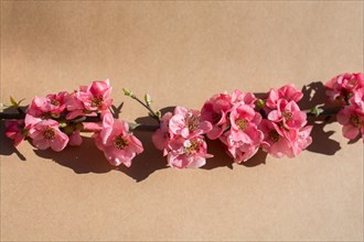 Tree bloom blossom beautiful flowers on a background
