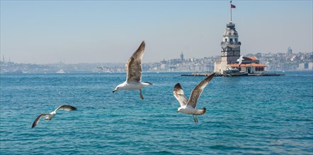 Seagull in a sky with a Maiden's tower at the back
