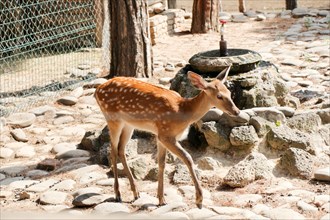 Gazelle walking in the zoo on the background covered with stones