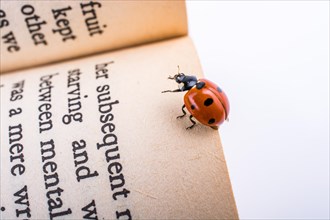 Beautiful photo of red ladybug walking on a book page