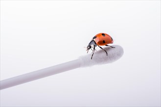 Red ladybug walking on an ear stick
